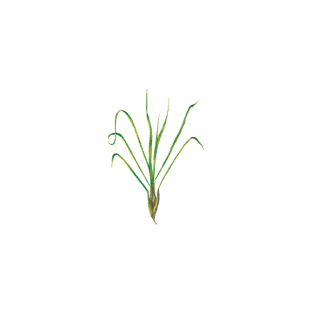 Huile essentielle de Citronnelle de Java bio (Cymbopogon winterianus Jowitt)