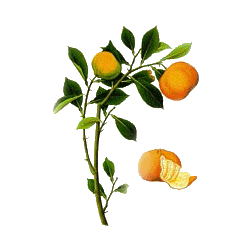 Huile essentielle de Clémentine bio (Citrus clemantina)
