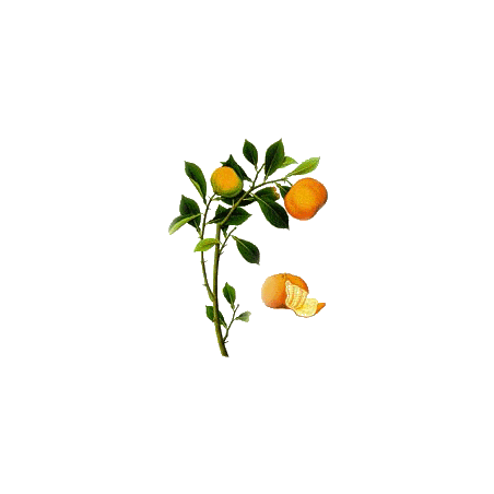 Huile essentielle de Clémentine bio (Citrus clemantina)