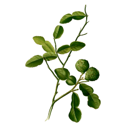 Huile essentielle de Combawa Petitgrain Citron bio (Citrus hystrix)