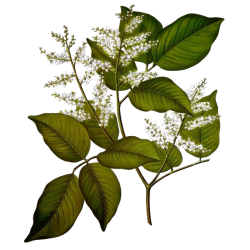 Huile essentielle baume de Copahu (Copaifera martii Hayne)