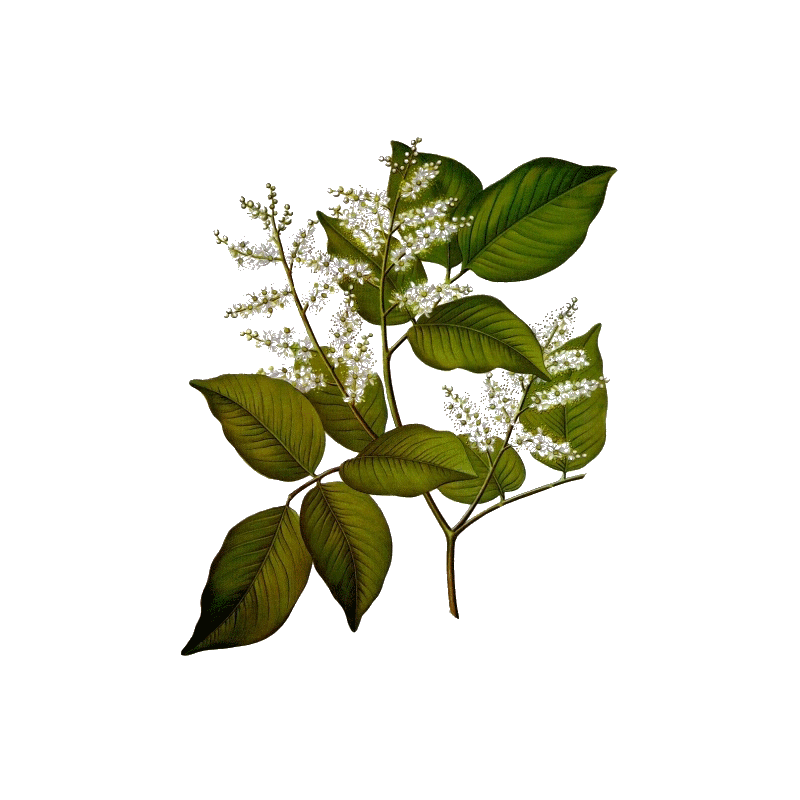 Huile essentielle baume de Copahu (Copaifera martii Hayne)