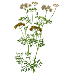 Huile essentielle de Coriandre bio (Coriandrum sativum)