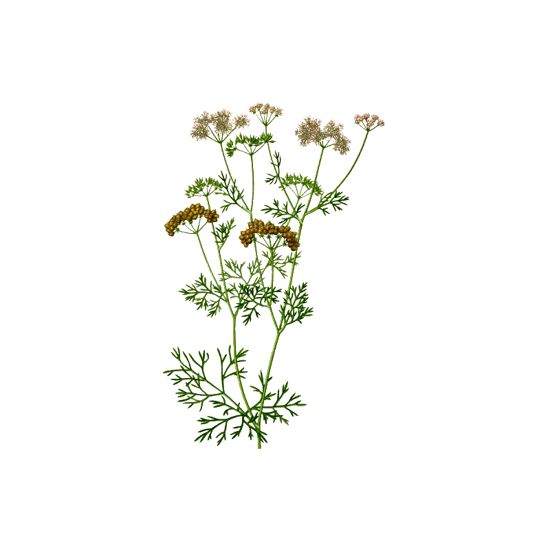 Huile essentielle de Coriandre bio (Coriandrum sativum)