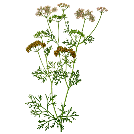 Huile essentielle de Coriandre bio (Coriandrum sativum)