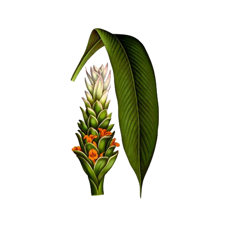 Huile essentielle de Curcuma Bio (Curcuma longa)
