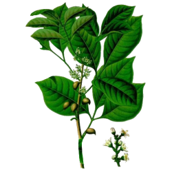 Huile essentielle d'Elémi sauvage (Canarium luzonicum)
