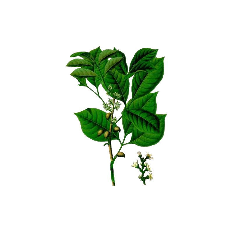 Huile essentielle d'Elémi sauvage (Canarium luzonicum)