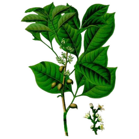 Huile essentielle d'Elémi sauvage (Canarium luzonicum)