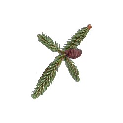 Huile essentielle d'Epinette Noire bio (Picea mariana Miller)