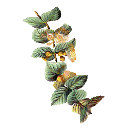 Huile essentielle Eucalyptus Citronné bio (Eucalyptus citriodora Hook)