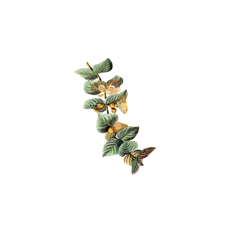Huile essentielle Eucalyptus Citronné bio (Eucalyptus citriodora Hook)