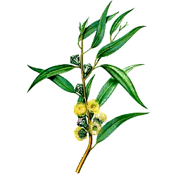 Huile essentielle Eucalyptus à Cryptone bio (Eucalyptus polybractea cryptonifera)