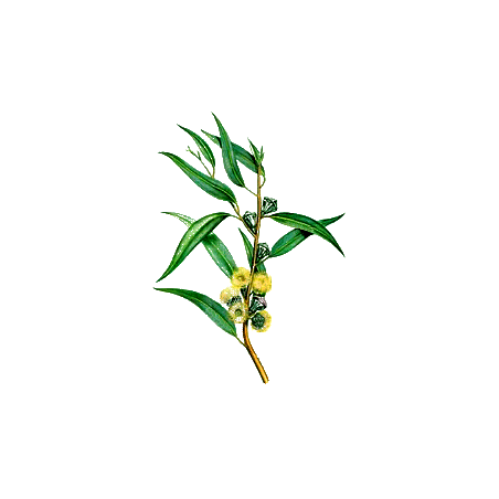 Huile essentielle Eucalyptus Staigeriana Bio*