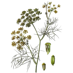 Huile essentielle Fenouil Doux bio (Foeniculum vulgare)