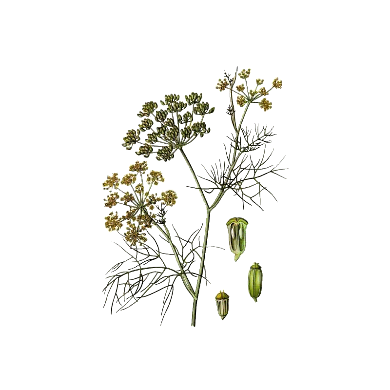 Huile essentielle Fenouil Doux bio (Foeniculum vulgare)