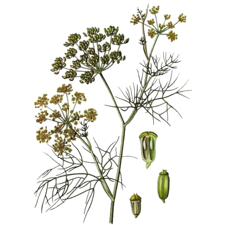 Huile essentielle Fenouil Doux bio (Foeniculum vulgare)