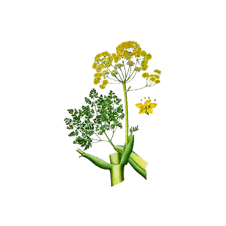 Huile essentielle Galbanum bio (Ferula galbaniflua)