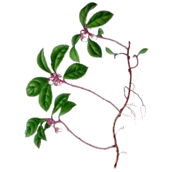 Huile essentielle Gaulthérie Wintergreen bio (Gaultheria fragantissima)