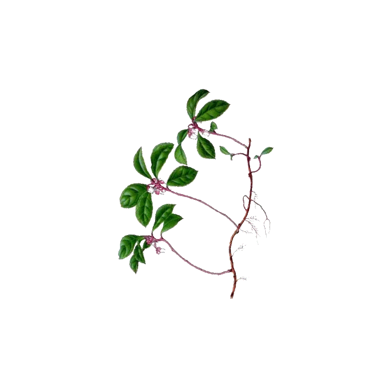 Huile essentielle Gaulthérie Wintergreen bio (Gaultheria fragantissima)