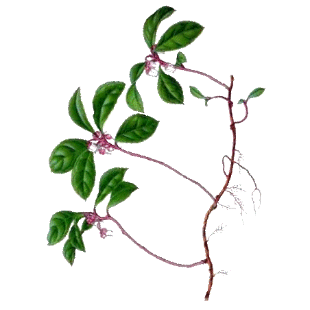Huile essentielle Gaulthérie Wintergreen bio (Gaultheria fragantissima)