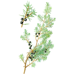 Huile essentielle de Genévrier Bio (Juniperus communis)