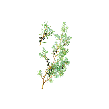 Huile essentielle de Genévrier Bio (Juniperus communis)