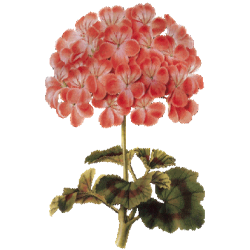 Huile essentielle Géranium Bourbon bio (Pelargonium X asperum)