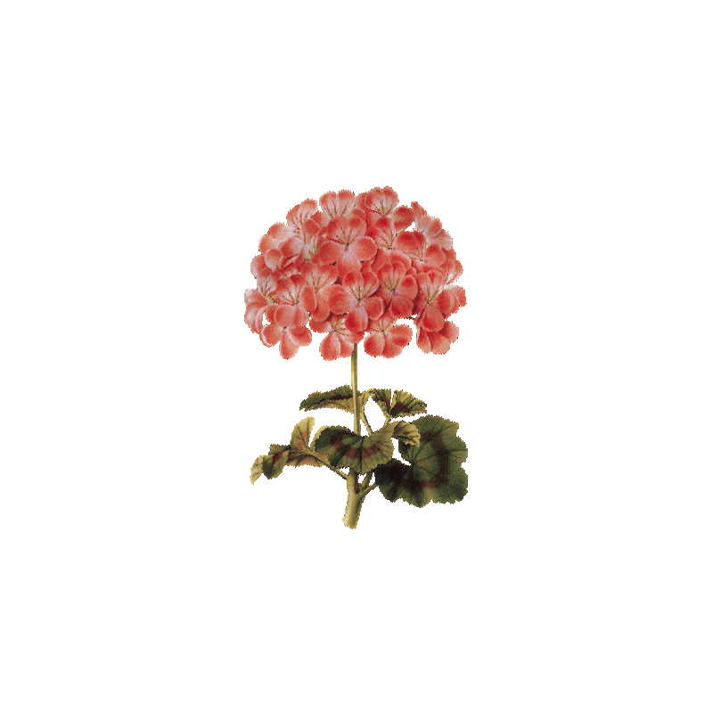 Huile essentielle Géranium Bourbon bio (Pelargonium X asperum)