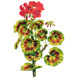 Huile essentielle Géranium Egypte bio (Pelargonium X asperum)