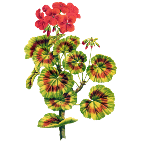 Huile essentielle Géranium Egypte bio (Pelargonium X asperum)