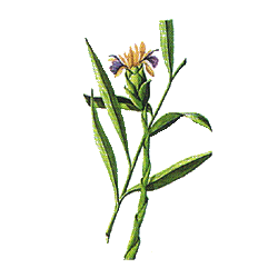 Huile essentielle Gingembre bio (Zingiber officinale Roscoe)