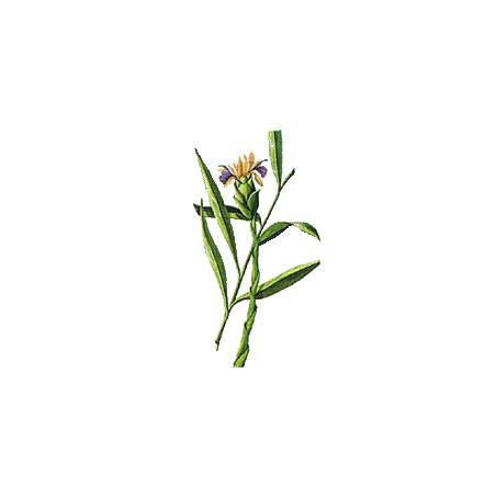 Huile essentielle Gingembre bio (Zingiber officinale Roscoe)