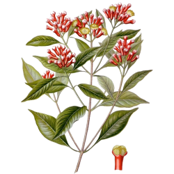Huile essentielle Girofle Clous bio (Eugenia caryophyllus)