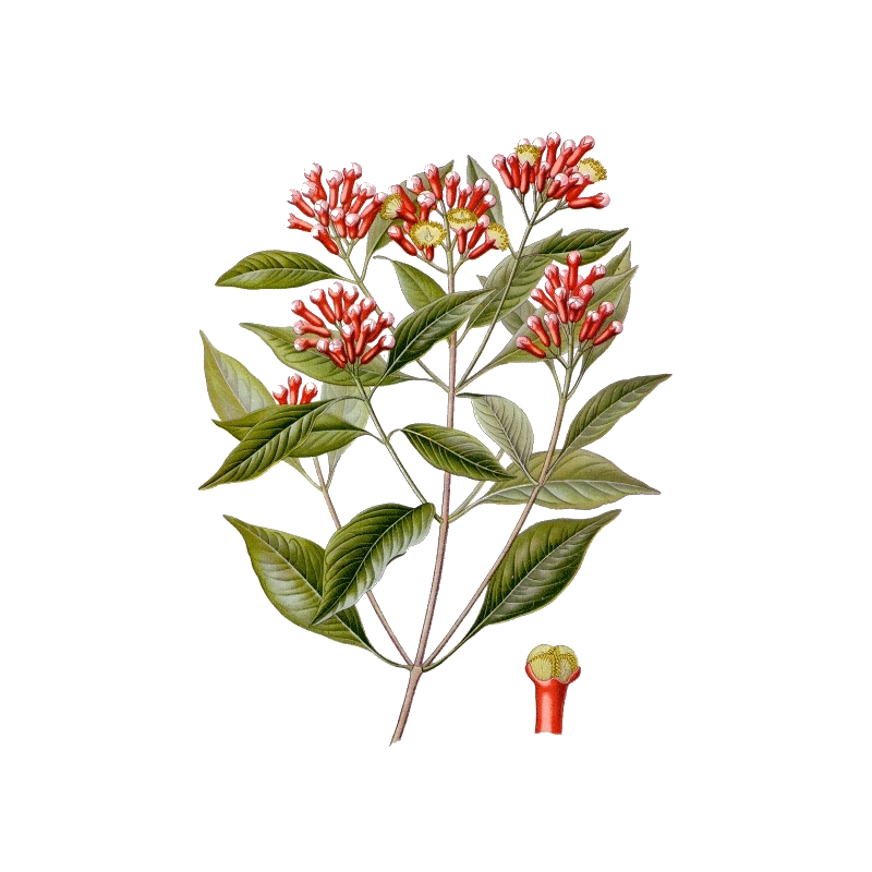 Huile essentielle Girofle Clous bio (Eugenia caryophyllus)
