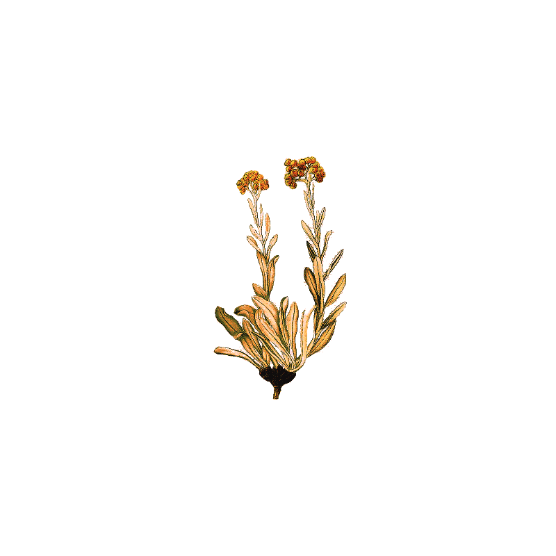 Huile essentielle Hélichryse Bractifère bio (Helichrysum bracteiferum)