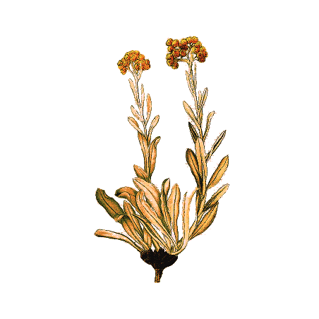 Huile essentielle Hélichryse Bractifère bio (Helichrysum bracteiferum)