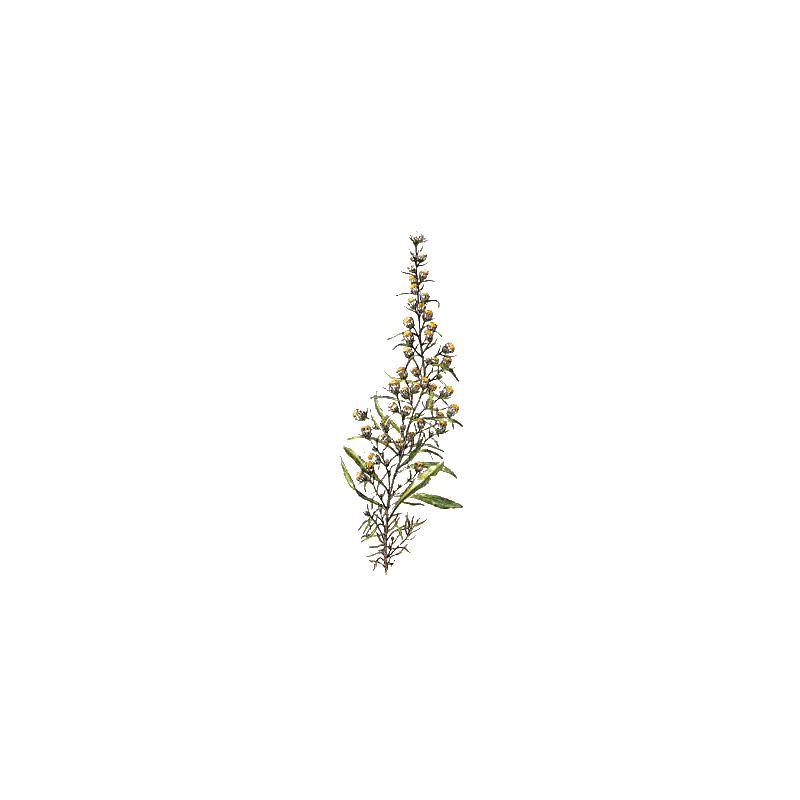 Huile essentielle Inule Odorante Bio (Inula graveolens)