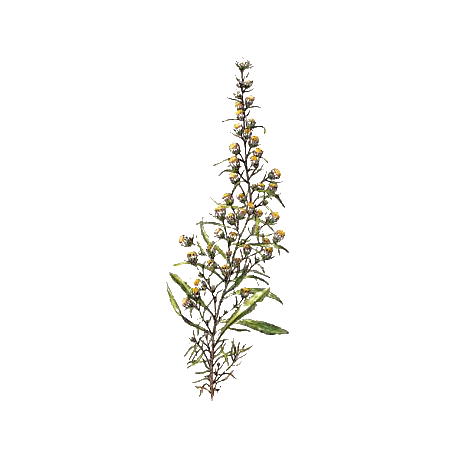 Huile essentielle Inule Odorante Bio (Inula graveolens)