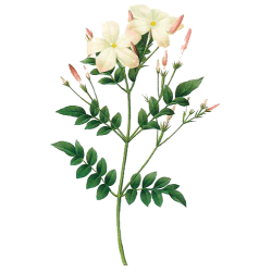 Huile essentielle Jasmin absolue (Jasminum grandiflorum)