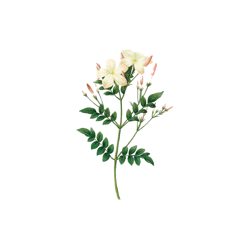 Huile essentielle Jasmin absolue (Jasminum grandiflorum)