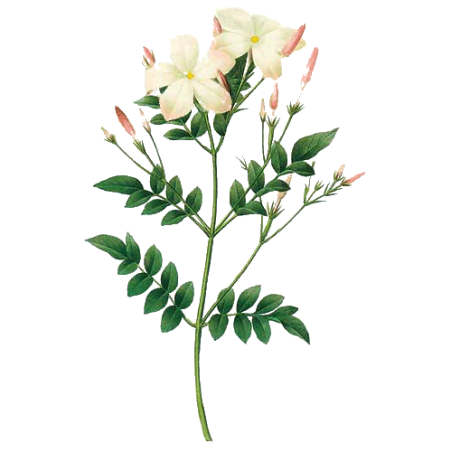 Huile essentielle Jasmin absolue (Jasminum grandiflorum)