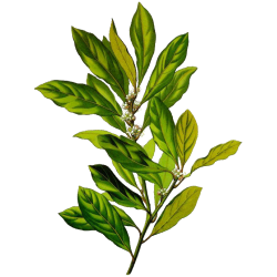 Huile essentielle Laurier Noble bio (Laurus nobilis)