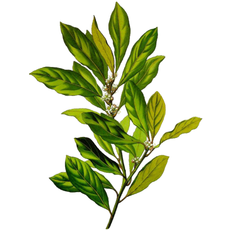 Huile essentielle Laurier Noble bio (Laurus nobilis)