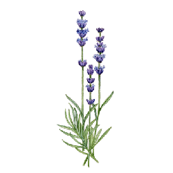 Huile essentielle Lavandin Abrial bio (Lavendula burnati Briquet)