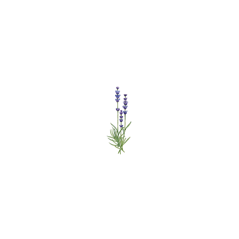 Huile essentielle Lavandin Abrial bio (Lavendula burnati Briquet)