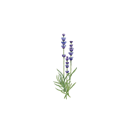Huile essentielle Lavandin Abrial bio (Lavendula burnati Briquet)