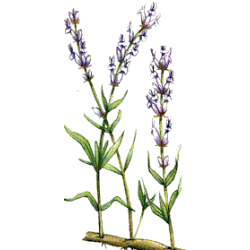 Huile essentielle Lavande Aspic Bio (Lavendula latifolia Medikus)
