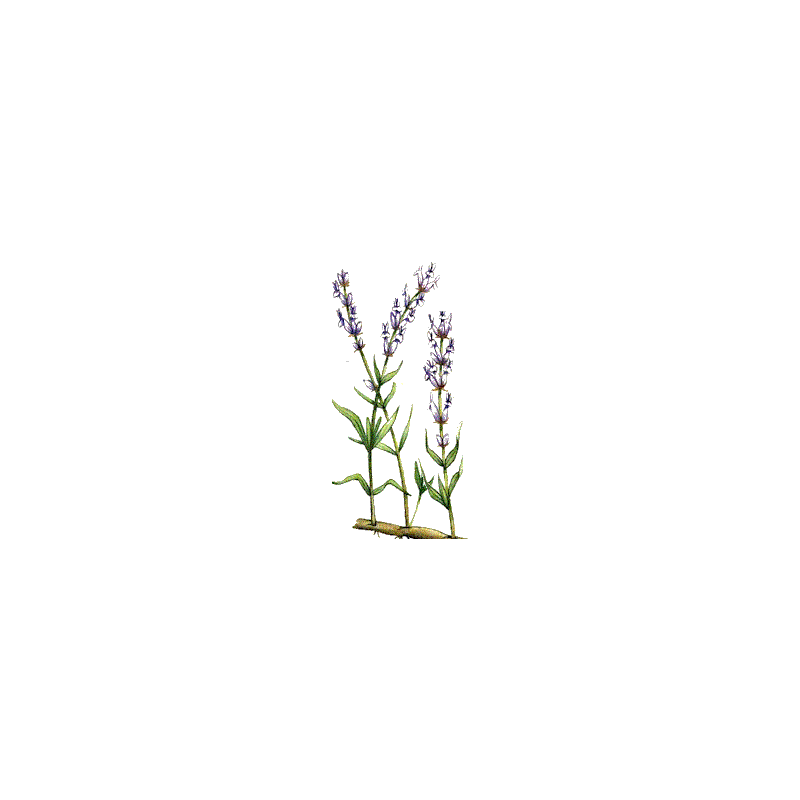 Huile essentielle Lavande Aspic Bio (Lavendula latifolia Medikus)