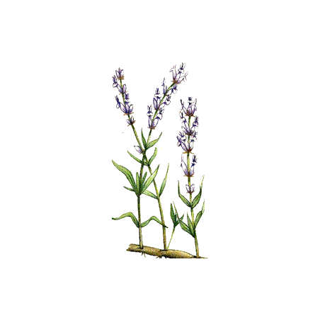 Huile essentielle Lavande Aspic Bio (Lavendula latifolia Medikus)